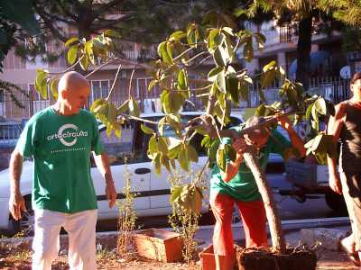Si pianta il ficus