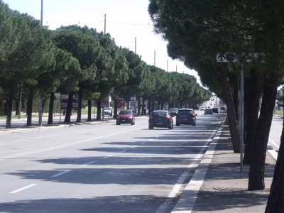 Via Caldarola, 8 corsie e i suoi pini