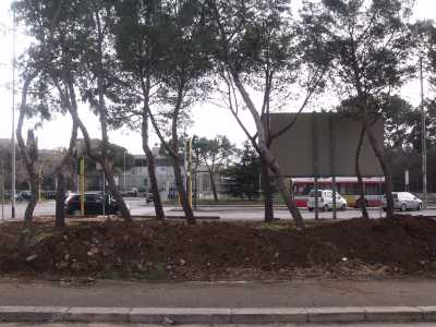 gli alberi che restano oggi