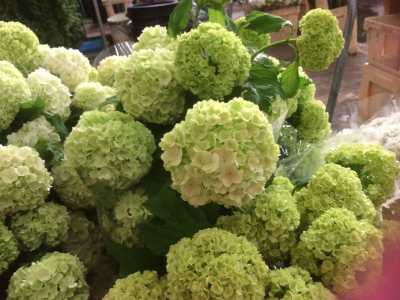 I fiori del viburno raggruppati in sfere del viburno: verde � uno dei colori di moda 