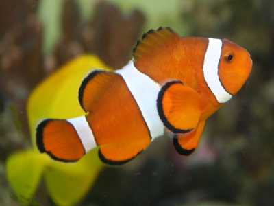 Un pesce pagliaccio. Questo animale non viene venduto ma � stato molto richiesto quando usc� nei cinema il film Alla ricerca di Nemo