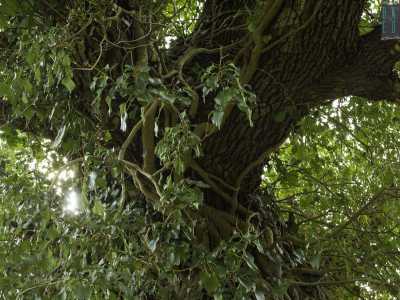 Siamo circondati da alberi di caducifoglie e da querce