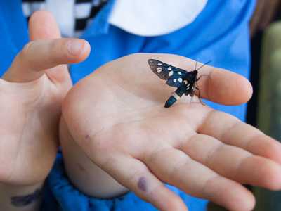 Un esemplare di Amata phegea tra le mani di un bambino. Questa falena diurna si lascia prendere docilmente. Ha il corpo caratterizzato da due anelli color arancio e le ali scure picchiettate di bianco