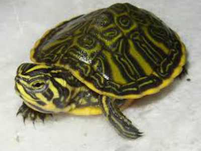 Una tartaruga d'acqua