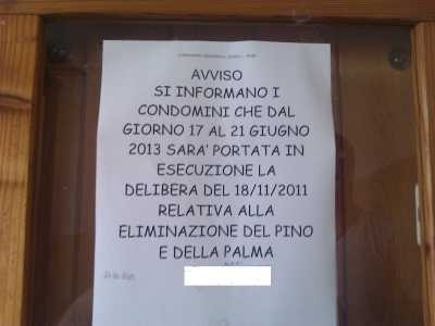 Si lotta contro l'abbattimento del pino