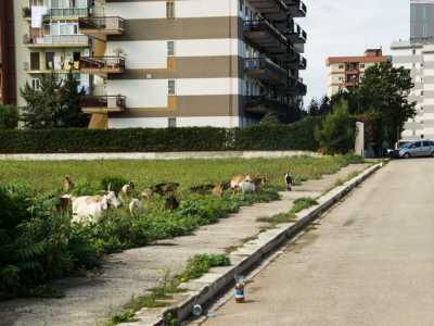 Il quartiere � ancora pieno di campi incolti, su cui a volte vanno a pascolare pecore e capre