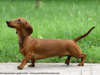 Cani che vanno di moda: Bassotto