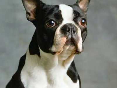 Cani che sono poco richiesti: Boston Terrier