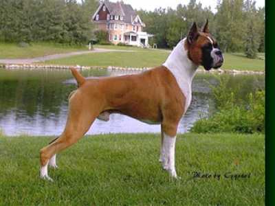 Cani che vanno di moda: Boxer