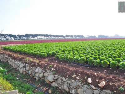 Un enorme campo di lattuga verdissima, coltivata su un appezzamento un po� sopraelevato rispetto alla strada grazie a una sorta di muretto a secco