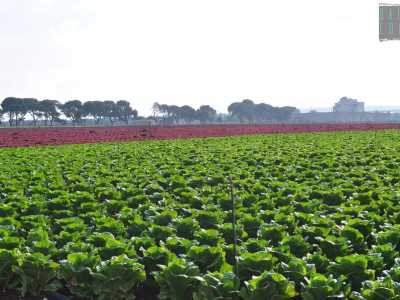Un grandissimo e colorato campo coltivato che si perde a vista d�occhio, un viale alberato lungo 400 metri e un�antica masseria sullo sfondo. E� quanto � possibile osservare se si percorre la statale 16 in direzione Brindisi: tra Cozze e San Vito, guardando sulla destra, si potr� assistere a uno spettacolo �da cartolina�