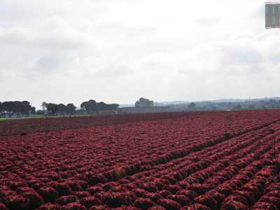 Pi� avanti, verso sud, il verde lascia il posto all�intenso rosso carminio della lollo rossa