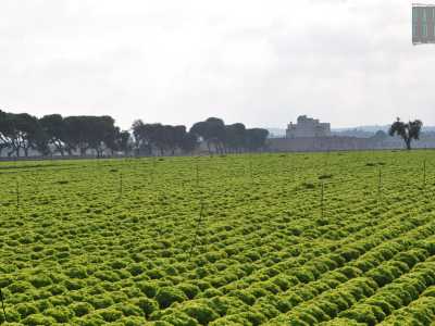 Il verde ritorna preponderante nei pressi della masseria che si staglia sullo sfondo