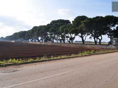 La masseria � un�altra �sorpresa� della zona, non tanto per l�edificio in s� quanto per la lunghissima serie di pini che costeggia tutto il viale d�ingresso delimitato da un alto muretto a secco