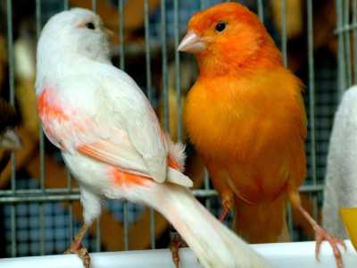 Piccoli animali domestici