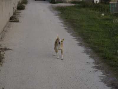 Un cane randagio passeggia lungo la stretta via