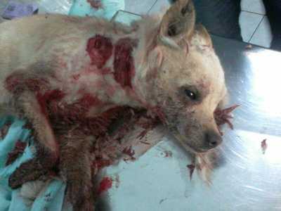 Chicco, il cucciolo ferito tra l'indifferenza dei passanti
