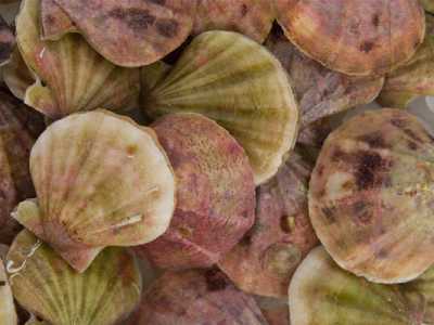 La canestrella (pettine), mollusco bivalve con un guscio colorato di giallo e rosa