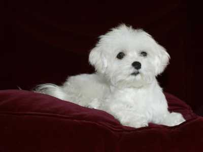 Cani che vanno di moda: Maltese
