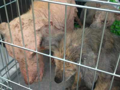 Cani malati e ridotti alla fame