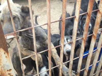 Cani malati e ridotti alla fame