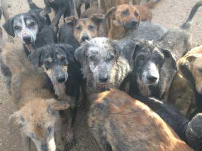 Cani malati e ridotti alla fame