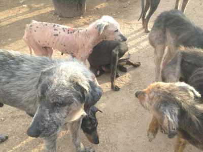 Cani malati e ridotti alla fame