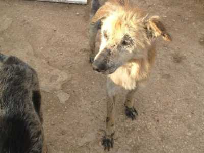 Cani malati e ridotti alla fame