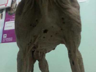 Cani malati e ridotti alla fame