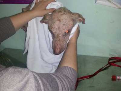 Cani malati e ridotti alla fame