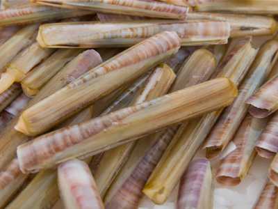 Il canolicchio � un mollusco bivalve racchiuso in due valve tubolari lunghe 15 centimetri e larghe 2 