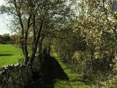 Siamo circondati da alberi di caducifoglie e da querce: 
