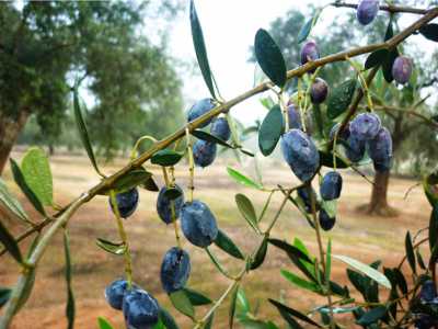 La cellina di Nard�, tipica dell'olivicoltura del Salento. Nel sud della Puglia per� gli alberi d'olivo sono mediamente pi� alti che nel resto della regione: ci� rende problematica la raccolta delle olive direttamente dall'albero, necessaria per l'ottenimento dell'olio extravergine