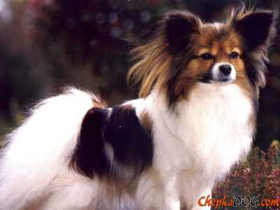 Cani poco richiesti dal mercato: Papillon