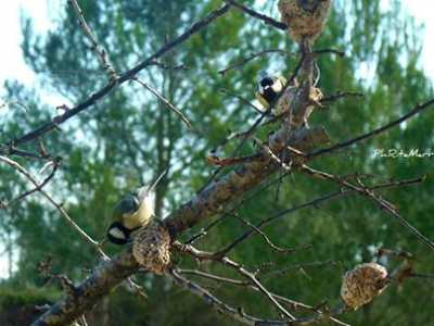 Alcune cinciallegre in un birdgarden di Galatina, nel Salento