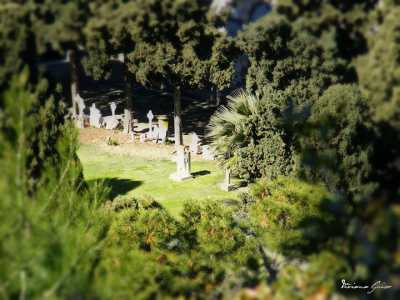 Il verde del cimitero monumentale di Bonaria, Cagliari