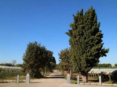 Un viale alberato circondato da vigneti porta davanti all'ingresso monumentale...