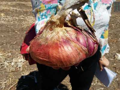 Anche il peso � notevole, attestandosi mediamente sui 500 grammi, ma alcuni �esemplari� possono raggiungere addirittura i due chili. Proprio come la gigantesca cipolla che ci viene mostrata e che con fatica riusciamo a mantenere con una mano