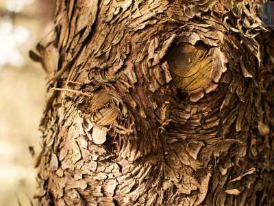 Un dettaglio della corteccia di una quercia 