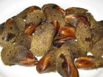 La cozza pelosa, mollusco bivalve molto apprezzato per il suo gusto deciso e marcato