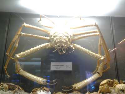 Museo del Dipartimento di Biologia: esposizione di un crostaceo