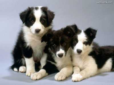 Cani che vanno di moda: Border Collie