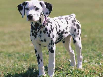 Cani non pi� di moda: Dalmata