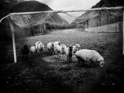 Un gruppo di pecore al pascolo colte casulmente in un campo di calcio nella campagna tra Ivanovka e Baku