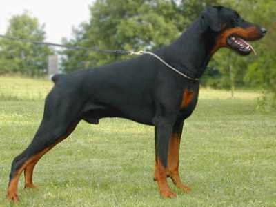 Cani non pi� di moda: Dobermann