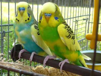 Due pappagalli cocoriti, tra gli animali pi� richiesti degli ultimi anni
