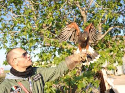 Il falconiere con la poiana di Harris (Foto di Paola Sarappa-2011)