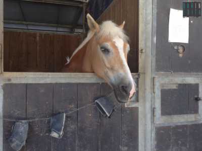 Un cavallo all'interno di un box

