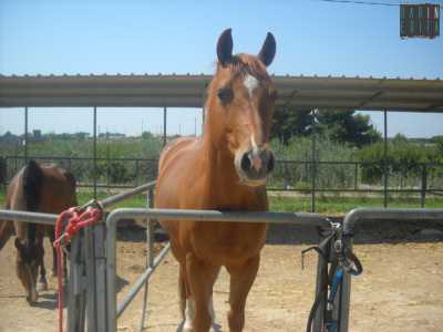 Un cavallo anziano ci osserva dall'interno di un recinto