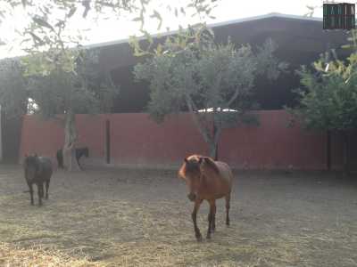 i pony utilizzati dai bambini